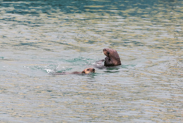 Playful Sea Otters
