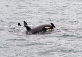 Orcas in Alaska