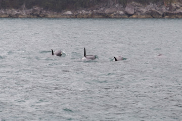 Fototapeta premium Orcas in the Ocean
