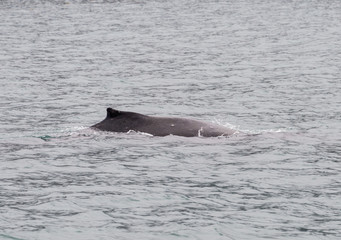 Fototapeta premium Humpback Whale in Alaska