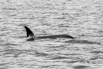 Obraz premium Orca in the Sea