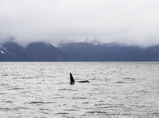 Orca in the Bay