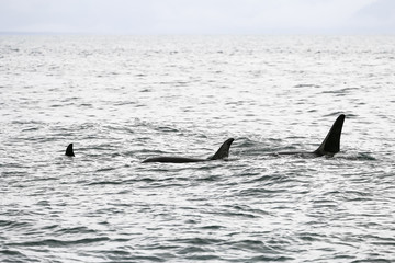 Naklejka premium Several Orcas in the Sea