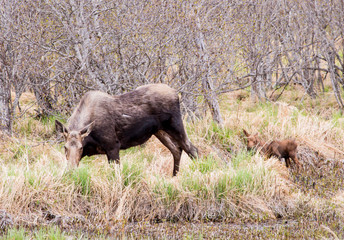 Moose with two Calfs