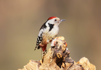 Portrait of middle spotted woodpecker in soft sunlight..Closeup and detailed.