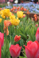 tulips - 166122449