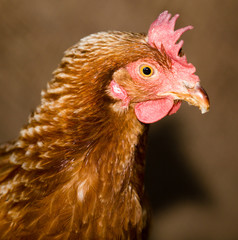 Portrait of a hen on a farm