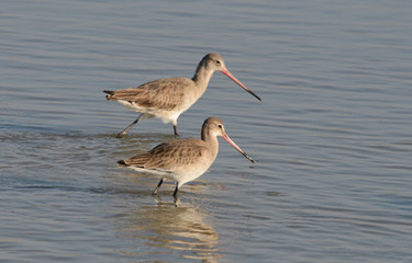 Fototapeta premium Godwits