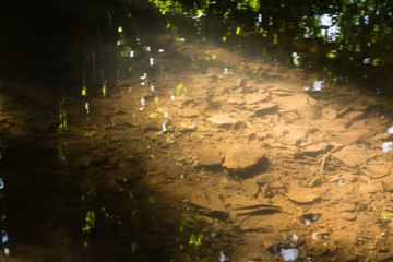 Small Creek in Forest Closeup Texture Cool Summer Day Nature Outdoors