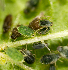Aphids on a green leaf in nature