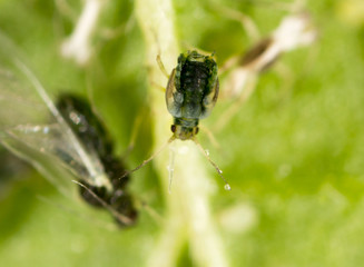 Aphids on a green leaf in nature