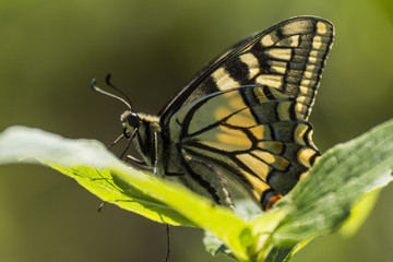 Fototapeta premium Papillon du marais de Montfort - Grésivaudan - Isère.