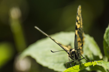 Papillon du marais de Montfort - Grésivaudan - Isère.