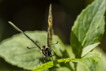 Papillon du marais de Montfort - Grésivaudan - Isère.