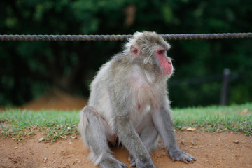 Japanese macaques