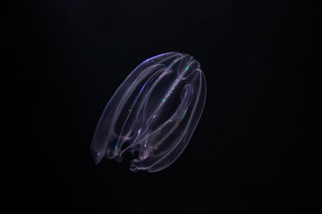 Cténophore