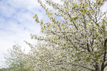 Blossom in Spring, Stockholm