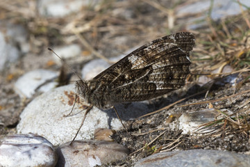 Grayling Butterfly (Hipparchia semele)