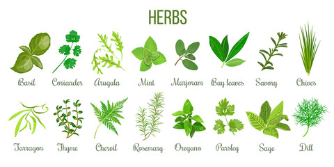 Big set of realistic culinary herbs. sage, thyme, rosemary, basil - 166124834