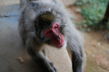 Japanese macaques