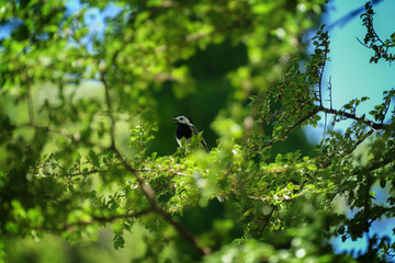 black and white bird sitting on a green tree