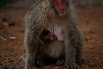 Japanese macaques
