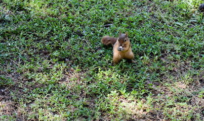 Squirrel sitting on the ground waiting for food.
