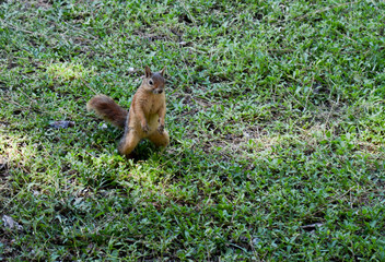 Squirrel sitting on the ground waiting for food.