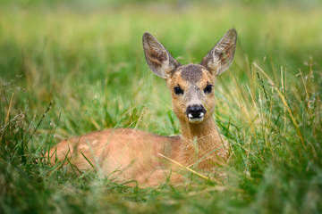 Baby roe deer on summer meadow