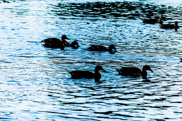 Silhouette of ducks on a pond