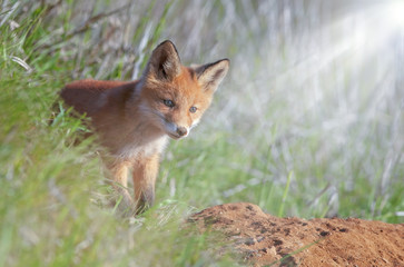 little fluffy Fox in the meadow