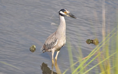 Heron On Water