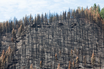 Dead trees from the Lightner Creek fire in Durango, Colorado