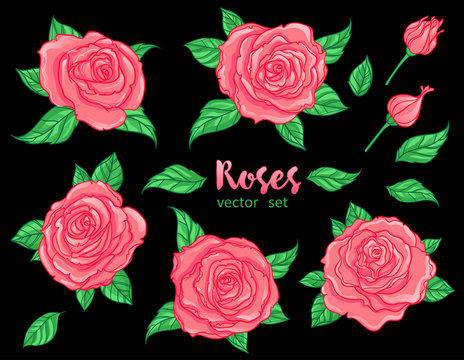 Red Roses with green leaves isolated. Set of vector isolated illustrations. Romantic wedding elements.