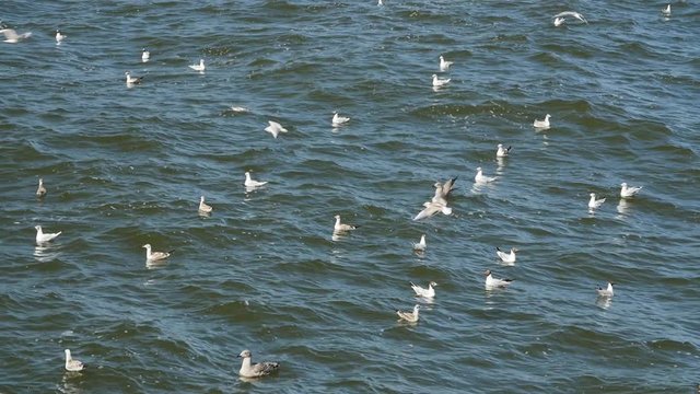 Seagulls flying and swimming in the Baltic sea, slow motion.