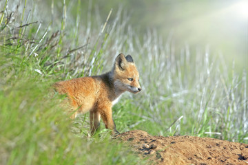 little fluffy Fox in the meadow