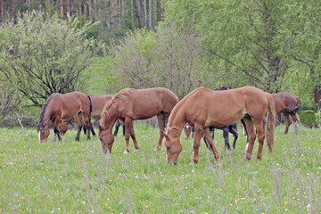 Naklejka na ściany i meble horses on green meadow