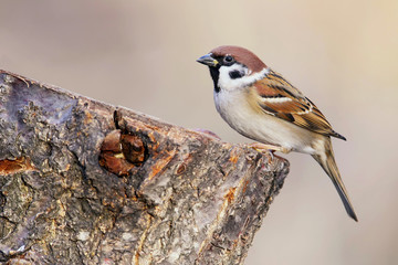 Unusual extra close up portrait of sparrow  in warm morning light.