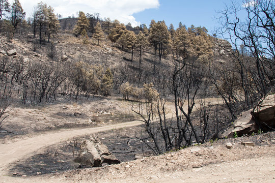 Curving dirt road through an area burned by forest fire