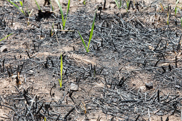 Grass starting to re-grow after a forest fire
