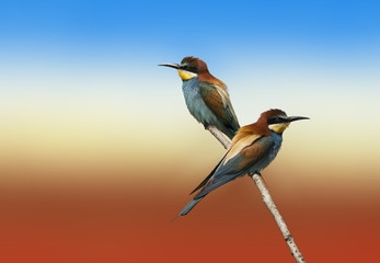 beautiful colorful birds sitting on a tree branch, isolated background