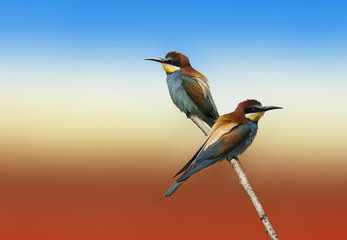 Obraz premium beautiful colorful birds sitting on a tree branch, isolated background