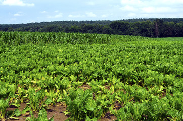 Fototapeta na wymiar Growing field of chard (Beta vulgaris)