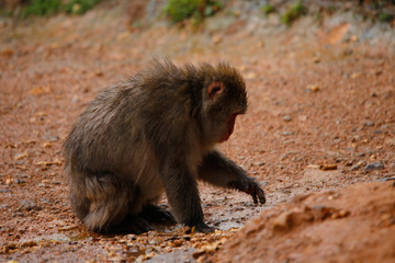 Japanese macaques