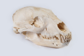 Black Bear Skull (Ursus americanus)