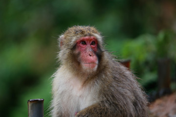 Japanese macaques