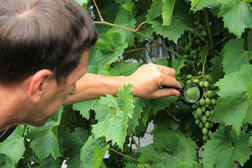 Gardener inspects grape bunch with magnifying glass in search of pests and diseases.