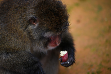 Japanese macaques