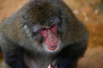 Obraz premium Japanese macaques