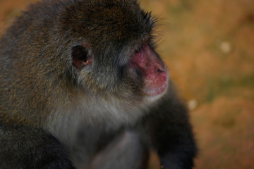 Japanese macaques